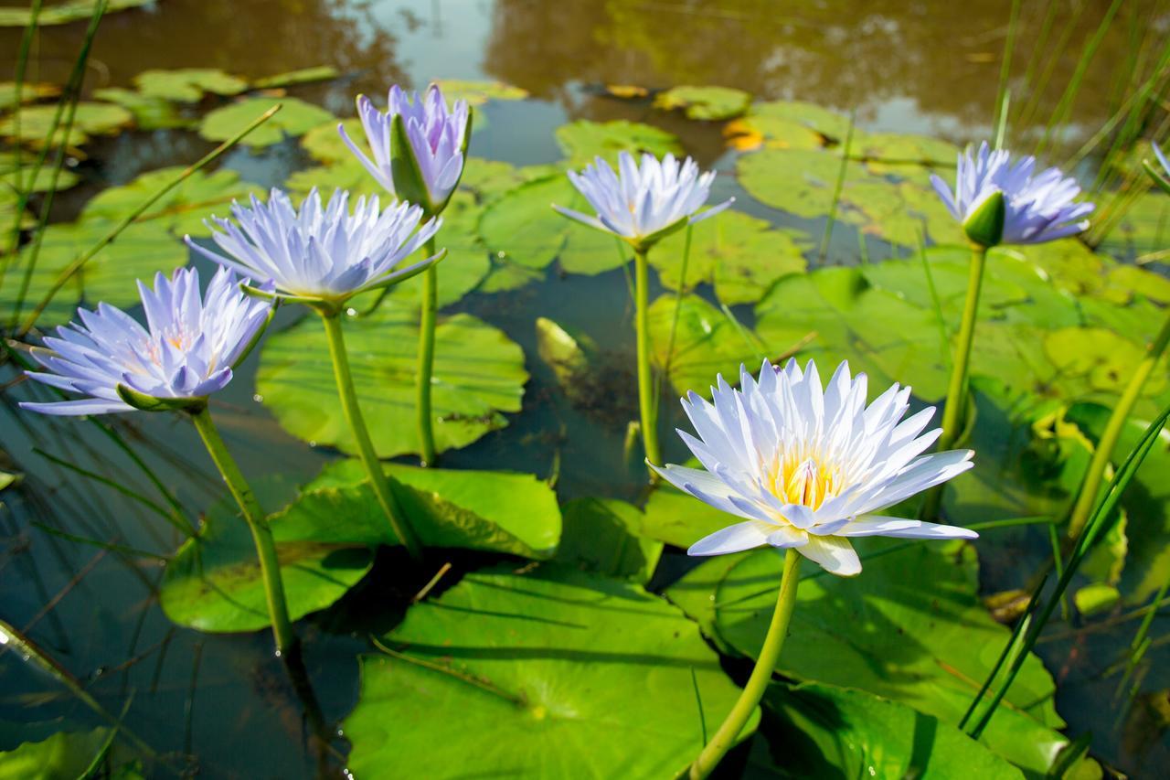 Lilypad Luxury Cabins Bellingen Dış mekan fotoğraf